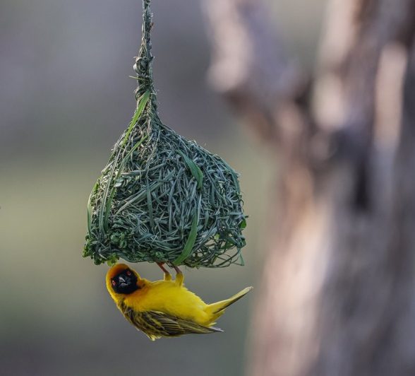 A Masked weaver builds its nest at Sabi Sabi. 