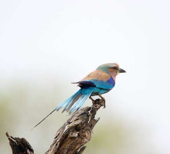 Sabi Sabi Ronald Mutero Lilac Breasted Roller Perched