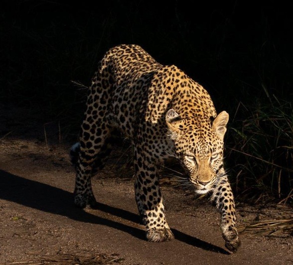 We found Golonyi, a leopard, very close to where the Styx Pride made their kill a few days ago.