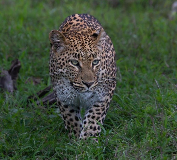It is Golonyi's green eyes and a dot below her left eye that identifies her. 