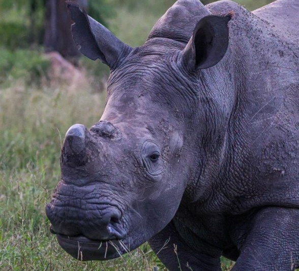 Keep these disappearing animals safe and protect them at all costs for future generations Keep these disappearing animals safe and protect them at all costs for future generations