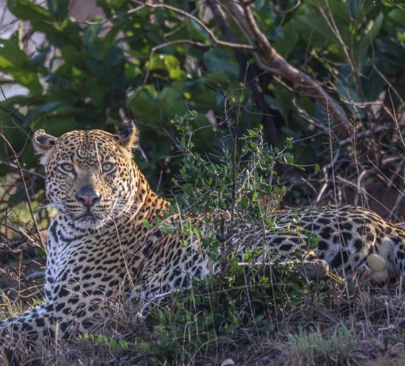 They found a comfortable spot in a large drainage line where they will spend their day