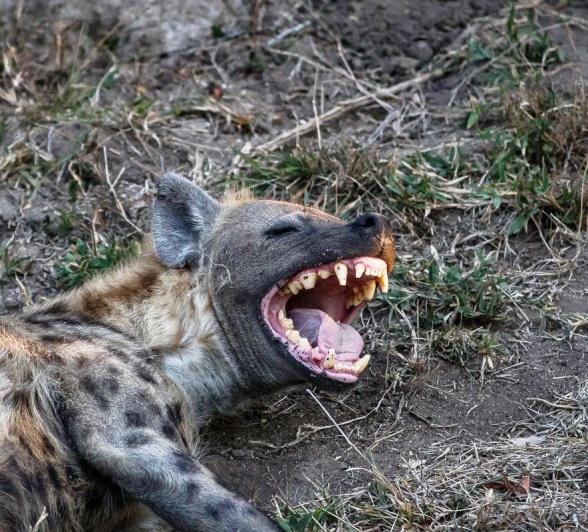 Sabi Sabi Ruan Mey Hyena Bears Teeth