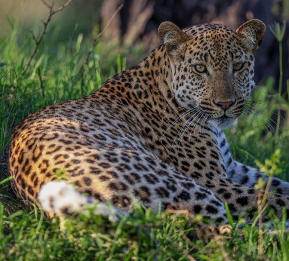 Nkuwa, a new male leopard in the region.
