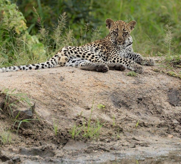 Goloyni and her cub lay near a waterhole.