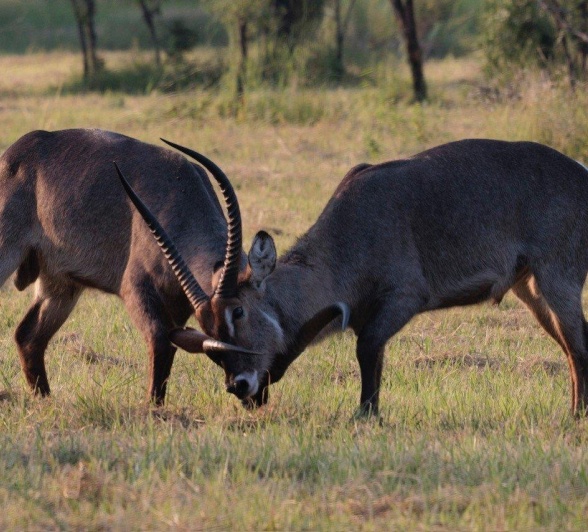 Sabi Sabi Devon Jansen Waterbuck Fighting