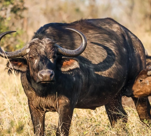 Sabi Sabi Ruan Mey Buffalo Calf Sabi Sabi Ruan Mey Buffalo Calf