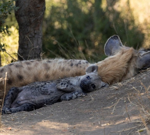 Sabi Sabi Benjamin Loon Hyena Pup Plays With Mom