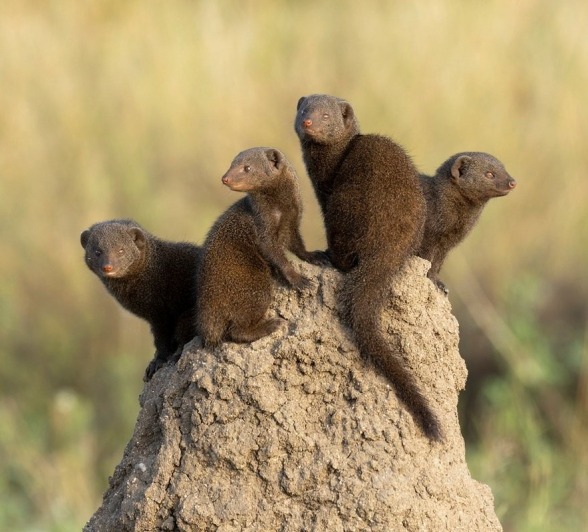 Sabi Sabi Benjamin Loon Dwarf Mongoose Many Sabi Sabi Benjamin Loon Dwarf Mongoose Many