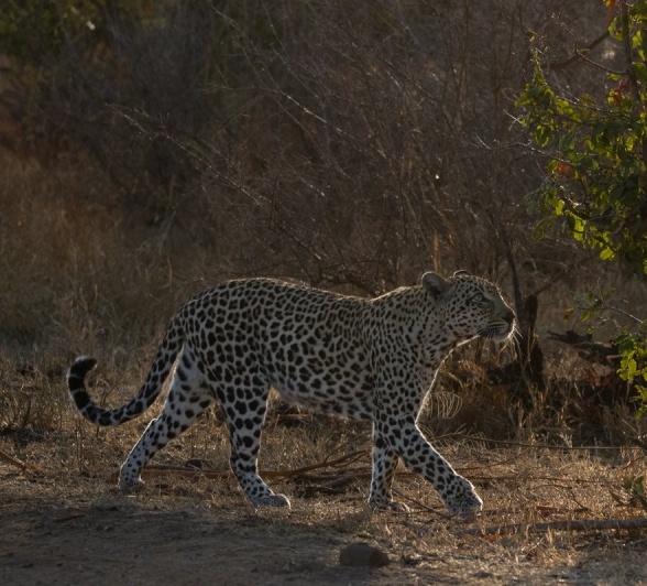 Tengile female leopard actively marking her territory