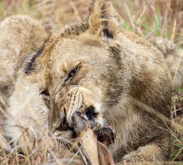 A cub from the Msuthlu pride chews on a bone. A cub from the Msuthlu pride chews on a bone.