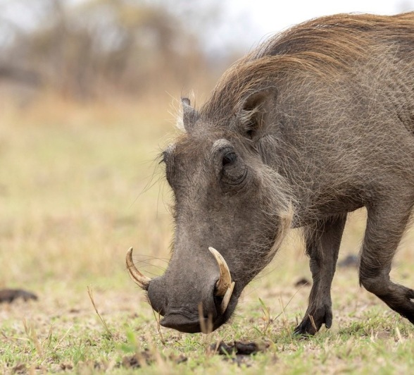 Sabi Sabi Benjamin Loon Warthog Sabi Sabi Benjamin Loon Warthog