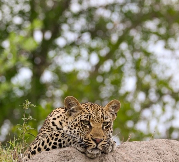 Golonyi's cub rests its head on a termite mound.