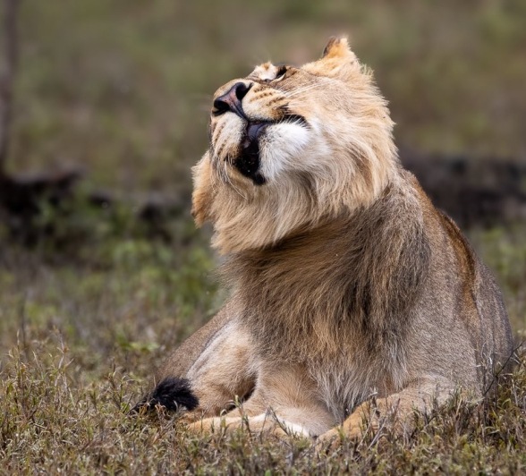 Sabi Sabi Ronald Mutero Msuthlu Lion