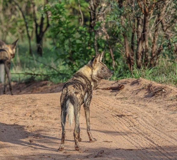 Sabi Sabi Ruan Mey Wild Dog