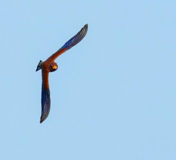 Sabi Sabi Benjamin Loon Broad Billed Roller In Flight