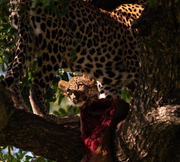 Sabi Sabi Viviane Ladner Tengile And Cub