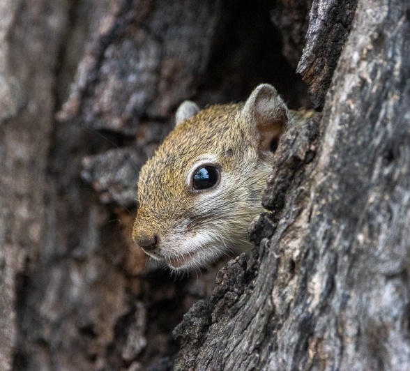 Sabi Sabi Ronald Mutero Squirrel In Tree