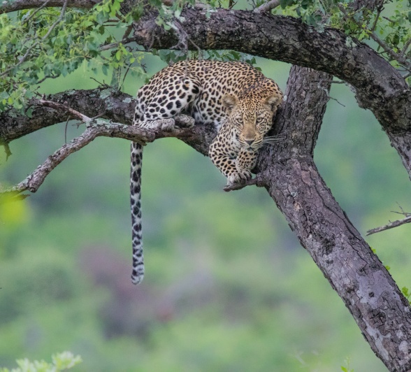 A leopard rests curled up on a tree branch