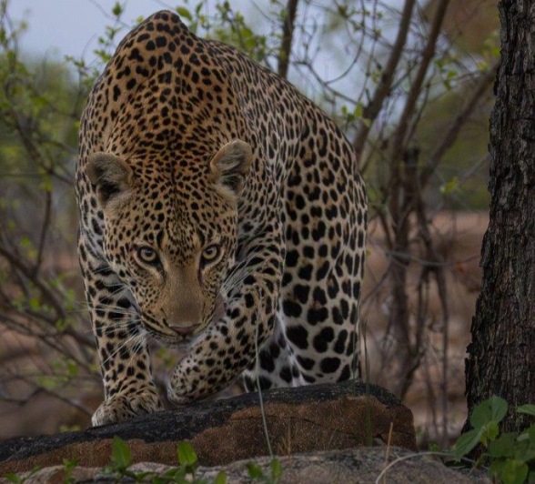 Khulwana, a male leopard, photographed with the keen focus of stalking prey on his face. 