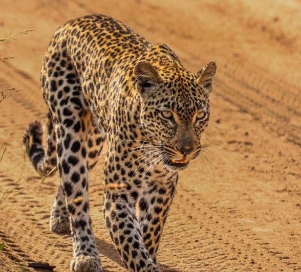 Tengile Leopard Ruan Mey Tengile Leopard Ruan Mey