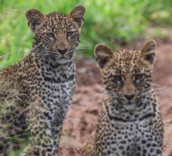 Ntsumi's relaxed cubs have a successful mother raising them. We have no doubt they will grow into strong sub-adults. Ntsumi's relaxed cubs have a successful mother raising them. We have no doubt they will grow into strong sub-adults.