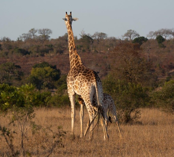 A giraffe calf standing close to its mother, highlighting the nurturing bond and protective nature of giraffes in the wild. A giraffe calf standing close to its mother, highlighting the nurturing bond and protective nature of giraffes in the wild.