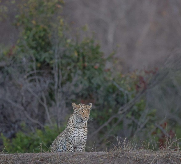 Sabi Sabi Ruan Mey Ntsumi Cub Appearing Sabi Sabi Ruan Mey Ntsumi Cub Appearing