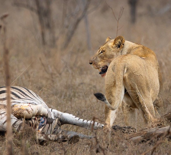 Lioness with zebra kill, gazing into the distance as she awaits her pride.
