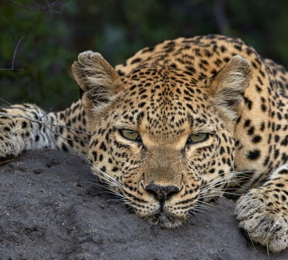 Sabi Sabi Ronald Mutero Ntsumi Leopard Lays On Rock