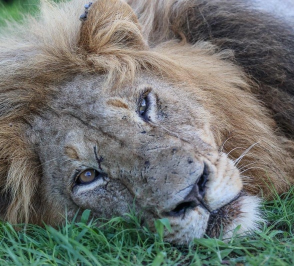 Sabi Sabi Ruan Mey Gijima Male Lion Sabi Sabi Ruan Mey Gijima Male Lion