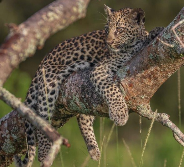 Golonyi's cub hangs on the branch of a tree.