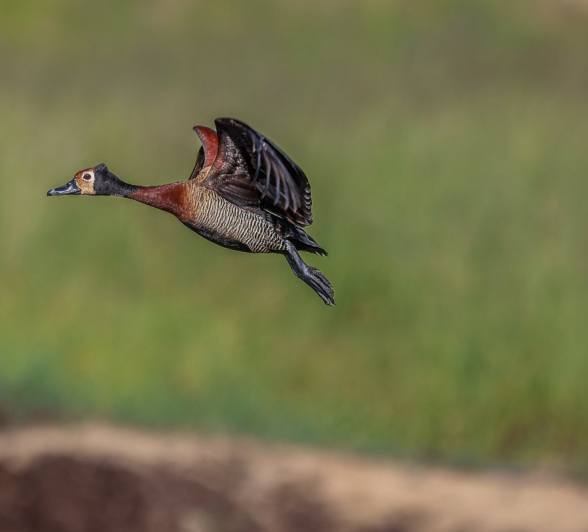 A duck takes flight. 