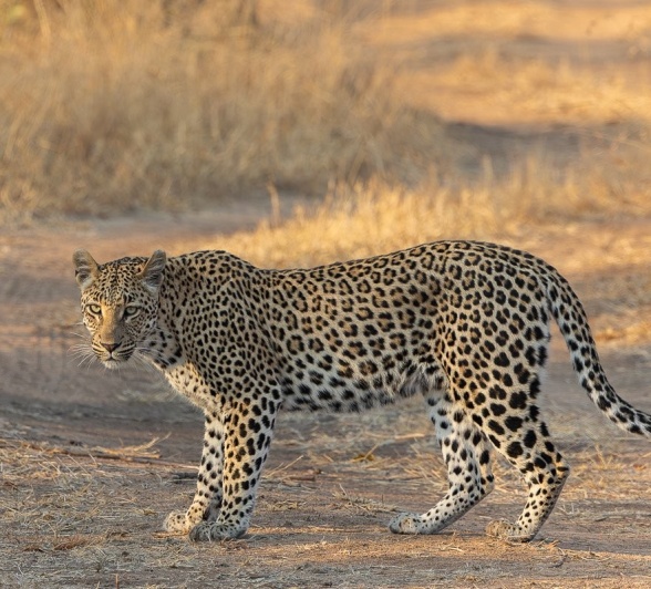 Golonyi moving with purpose to hunt in the morning