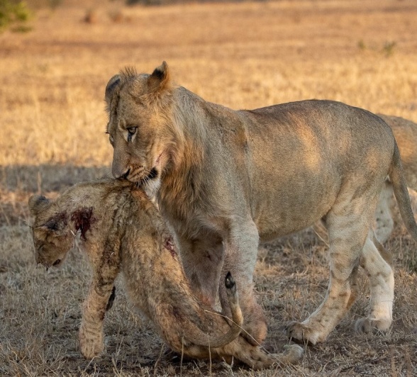 A battle for territory in the Sabi Sands ends with a fallen lion cub. A battle for territory in the Sabi Sands ends with a fallen lion cub.