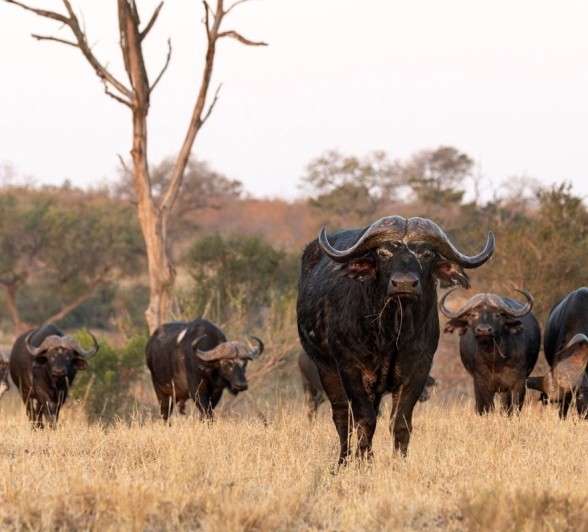 Sabi Sabi Benjamin Loon Buffalo Sabi Sabi Benjamin Loon Buffalo