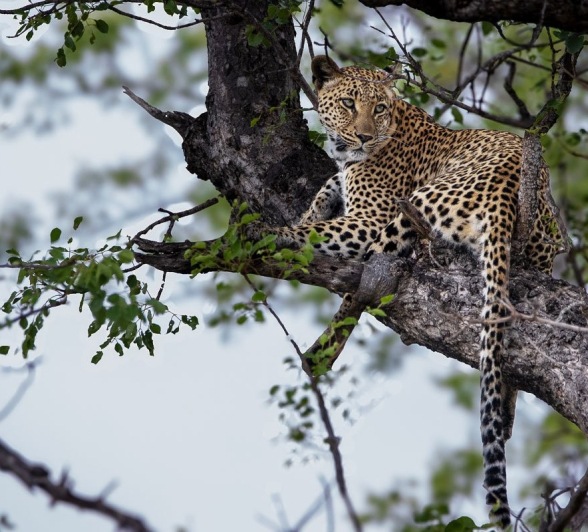 Sabi Sabi Ronald Mutero Golonyi Tree