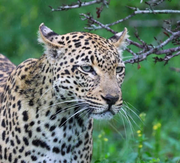 The tengile female leopard is spotted during a game drive from Sabi Sabi.