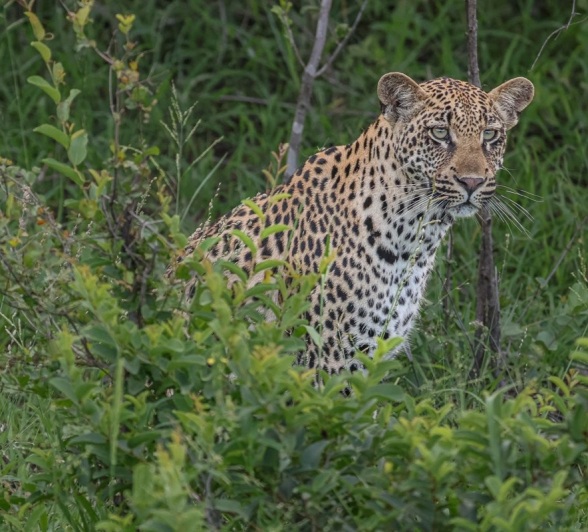 The young Golonyi leopard. 