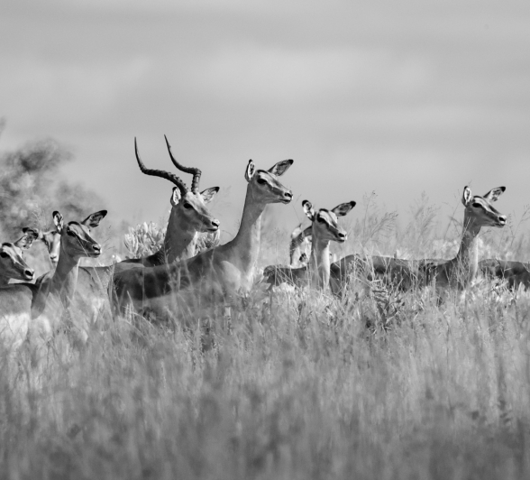 A herd of springbok looking in a specific direction from a long grassland