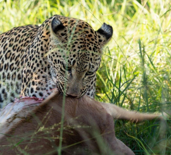 17  Ronald Mutero    Ntsumi And Cub  17032023
