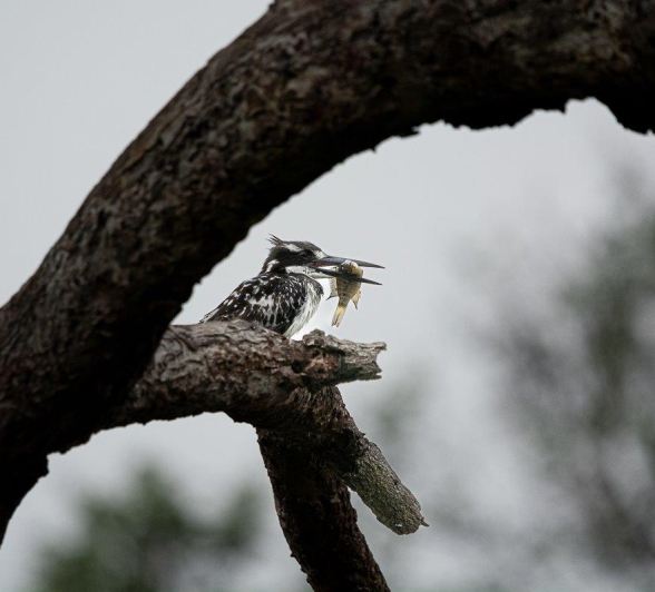 A Pied kingfisher perches on a branch above the water with a fish in its mouth. A Pied kingfisher perches on a branch above the water with a fish in its mouth.