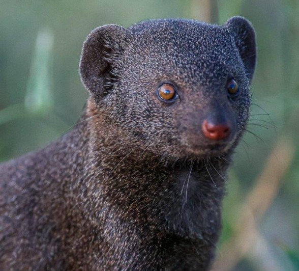 In fact the smallest carnivore in Africa In fact the smallest carnivore in Africa
