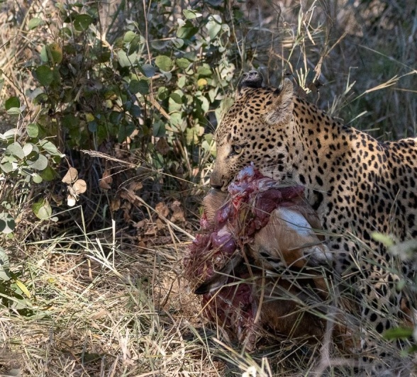 Sabi Sabi Ronald Mutero Nstumi Takes Kill