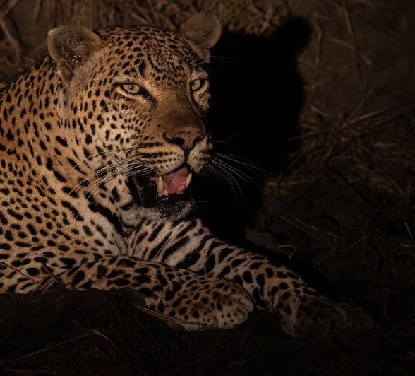 Sabi Sabi Ronald Mutero Khulwana At Night Sabi Sabi Ronald Mutero Khulwana At Night