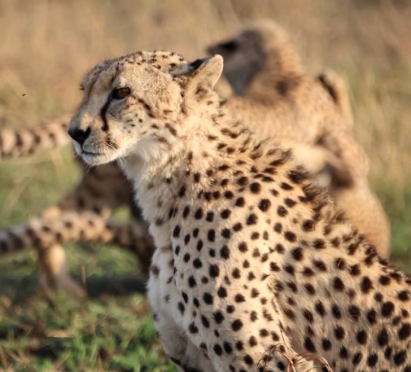 Sabi Sabi Jan Nel Cheetah Portrait
