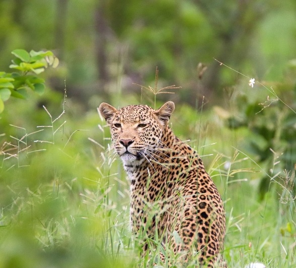 Sabi Sabi Jana Du Plessis Jacana Leopard