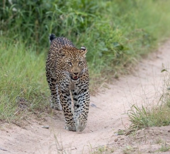Sabi Sabi Ronald Mutero Kurhula Leopard