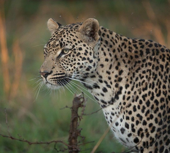 With the evening ahead, Makumu still has opportunities to make a successful kill; only time will tell if he gets lucky.