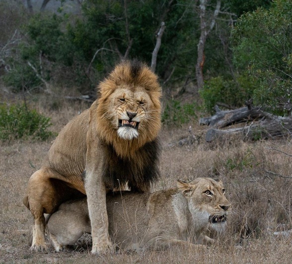 If successful, the lioness could birth up to six cubs. 